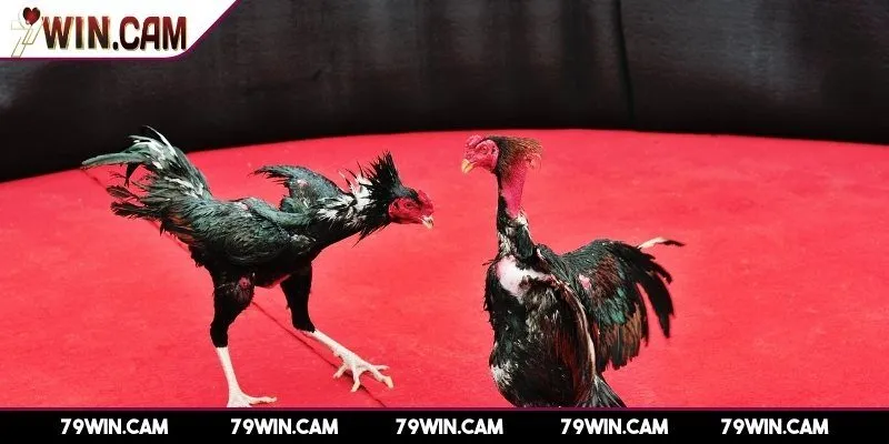 Những bài học thực tế giúp bạn cá cược đá gà chắc tay hơn